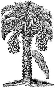 Date Palm Botanical Illustration